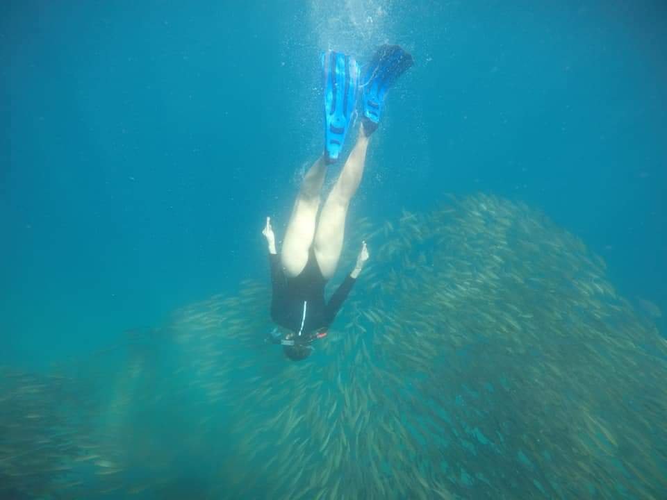 Gerombolan ikan sersan mayor